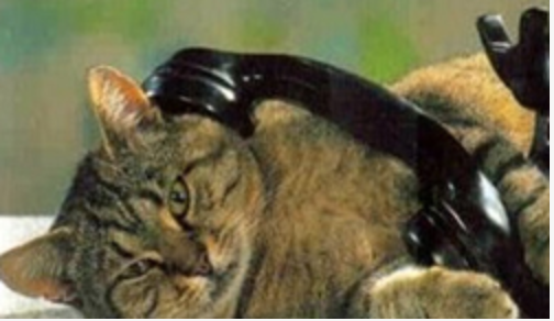 dierenspreekuur telefonisch consult